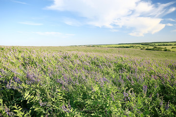 Fototapeta na wymiar landscape wildflowers / large field and sky landscape in the village, purple flowers wildlife