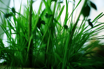 tropical green leaves background / abstract nature jungle rainforest background