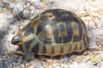 Chersina angulata close to Hermanus, Western Cape, South Africa