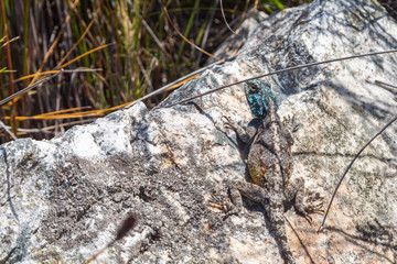 Agama atra in the Mountains of Fernkloof Nature Reserve, Hermanus, Western Cape, South Africa