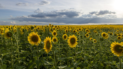 Obraz premium horizon