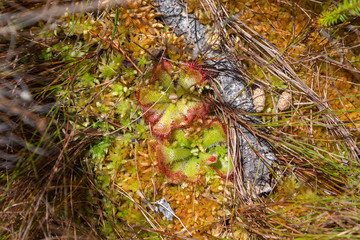 Drosera aliciae in the Mountains close to Hermanus, Western Cape, South Africa