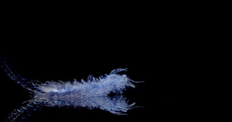 blue feather falling down slowly on a black background.