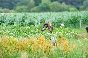 One common buzzard, buteo buteo, on spring field, one buzzard with spread wings taking, place for text