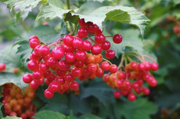 natural red viburnum