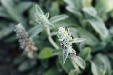 The Stachys byzantina plant is covered with silky-lanate hairs