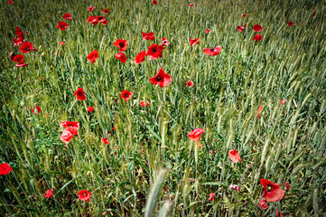 Beautiful summer field with corn poppies and cornflowers at sunny day