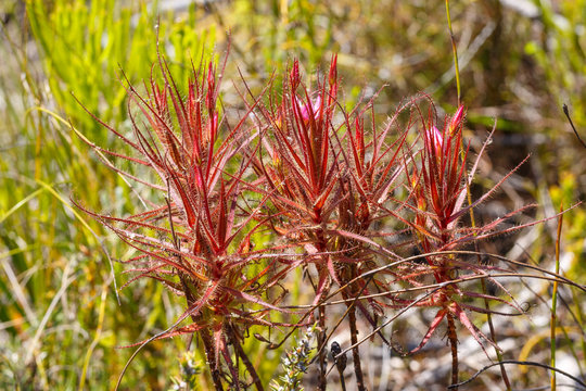 Roridula gorgonias in the mountains of Hermanus, Western Cape, South Africa