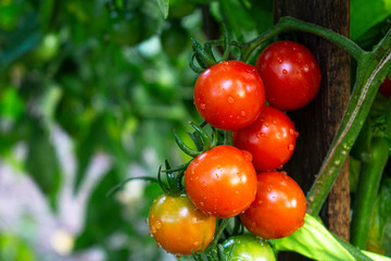 Mature red cherry tomatoes on brush close-up against a backdrop of green leaves
