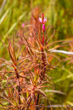 Roridula gorgonias in the mountains of Hermanus, Western Cape, South Africa