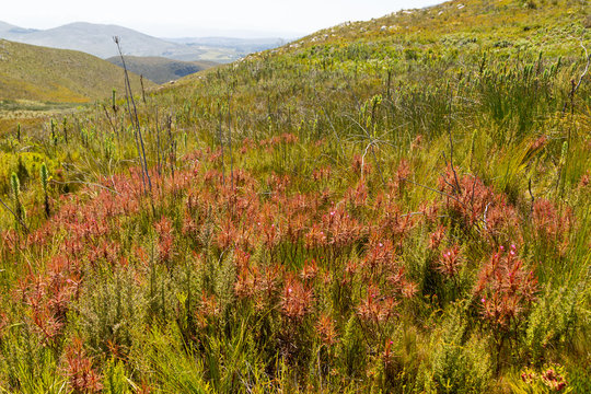 Roridula gorgonias in the mountains of Hermanus, Western Cape, South Africa