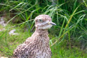 A cute Curlew chick, hunting for food in a grassy field