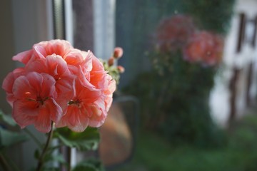 geraniums reflected in the window