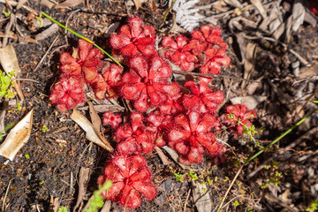 Drosera slackii in the Mountains of Hermanus, Western Cape, Sourth Africa