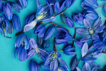 Early spring blue scilla blossom on aqua plate