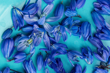 Early spring blue scilla blossom on plate