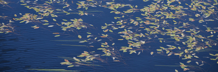 Obraz premium Water lilies and grasses in a Lochan above Loch Morar