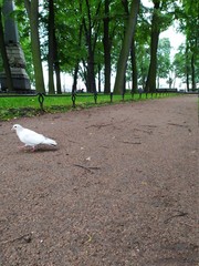pigeons in the park