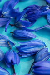Macro early spring blue scilla heads on aqua plate