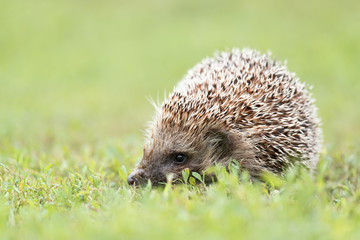 hedgehog on the grass