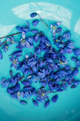 Scilla, squill early spring flower on plate