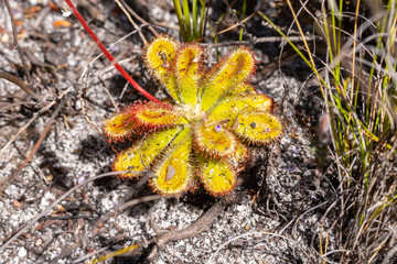 Drosera esterhuyseniae close to Hermanus, Western Cape, South Africa