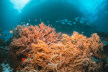 Naklejka na ściany i meble Colorful coral reef surrounded by tropical fish, healthy marine ecosystem, Raja Ampat