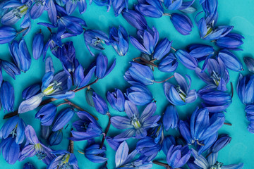 Scilla, squill spring flower on plate
