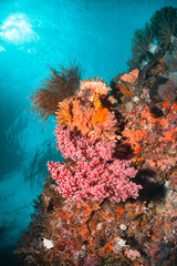 Fototapeta na wymiar Colorful coral reef surrounded by tropical fish, healthy marine ecosystem, Raja Ampat
