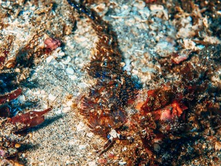 Naklejka na ściany i meble Photosynthetic nudibranch, the sea dragon
