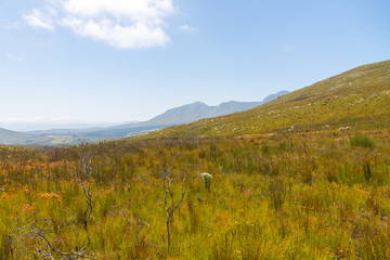 The beautiful landscape in the Fernkloof Nature Reserve, close to Hermanus, Western Cape, South Africa