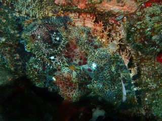 sneaky scorpion fish