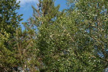 Winter Foliage of the Chilean Evergreen Mayten or Maiten Tree (Maytenus boaria) in a Woodland Garden in Rural Devon, England, UK