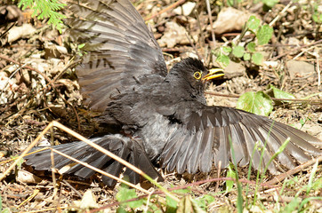 Amsel und Drossel auf Wiese