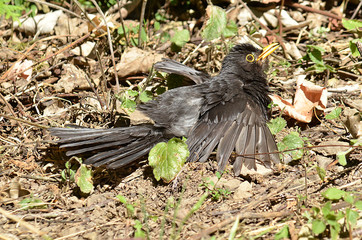 Amsel und Drossel auf Wiese