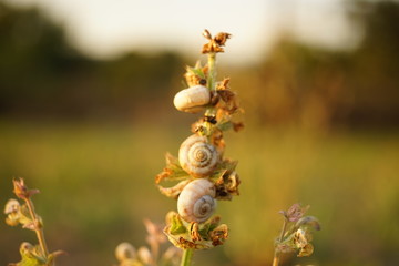 Group of white snail shells sit on the stem of a plant in the garden.