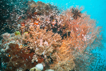 Colorful coral reef surrounded by tropical fish, healthy marine ecosystem, Raja Ampat