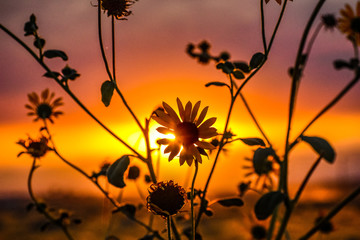 Obraz premium field of flowers