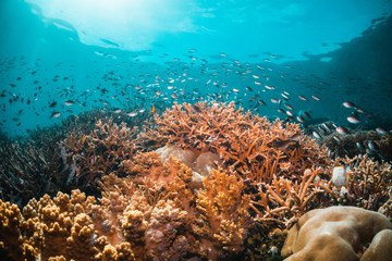 Colorful coral reef surrounded by tropical fish, healthy marine ecosystem, Raja Ampat