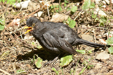 Amsel und Drossel auf Wiese