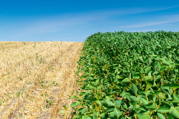 Obraz premium Soybean field in summer