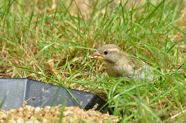 Sperling Spatz an Futterstelle