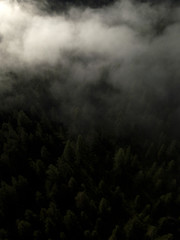 Fototapeta na wymiar Aerial view of spruce forest. Low clouds above treetops. Dark shadow. Nature landscape. Environment Foggy woods. Misty forest hills. Coniferous trees. Italy Europe.