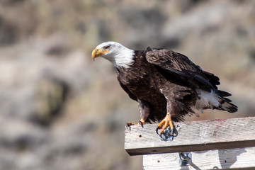 Bald Eagle hunts for prey