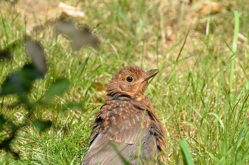 Amsel und Drossel auf Wiese