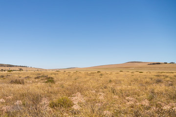 Dry Renosterveld in November close to Darling, Western Cape, South Africa