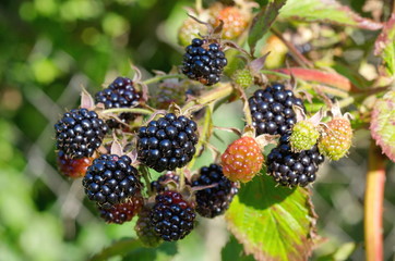 Ripe blackberries on a branch close up