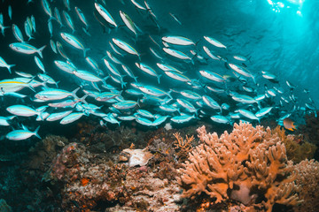 Fototapeta na wymiar Tropical schooling fish in clear blue water swimming among healthy coral reef, Raja Ampat Indonesia