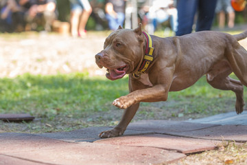 Powerful muscular brown pit bull Terrier runs