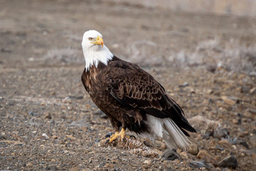 Bald Eagle scans for food